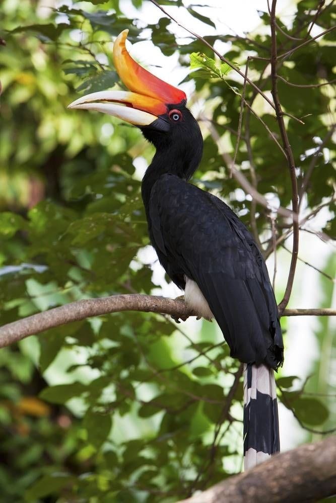 Burung Enggang